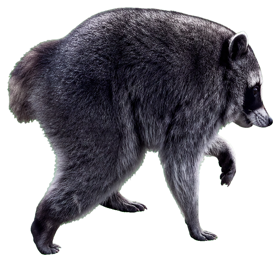 Jimothy the raccoon walking to the right
